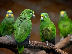 Изумрудные попугаи фото